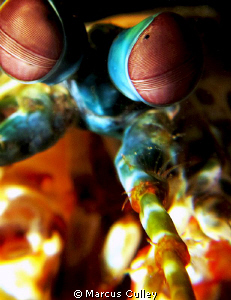 Mantis Shrimp on speed at dusk in front of the house in T... by Marcus Culley 